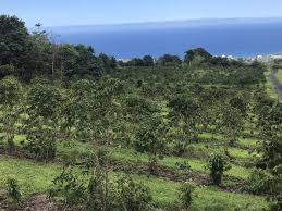 ハワイ コーヒー農園 ・Hawaii Kona Coffee Farm